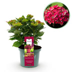 Hydrangea 'Magical Teusday & Saphire' (Hortensie) – rot – Ø 23 cm, 55 cm hoch