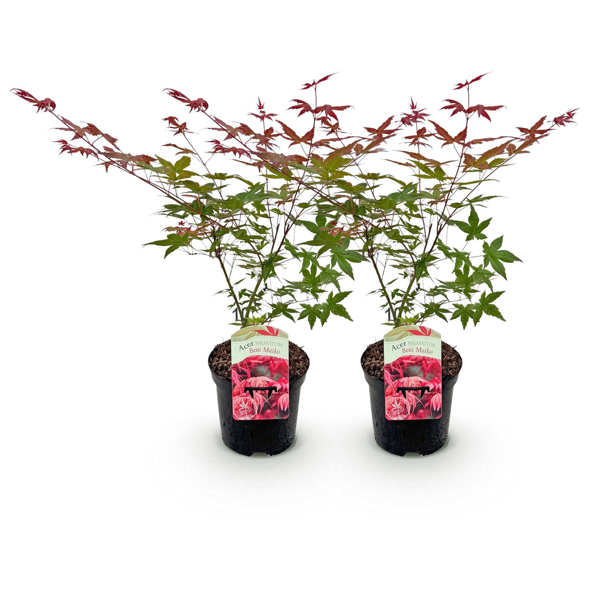 Acer palmatum 'Beni Maiko' (japansk lönn) – röd – 2 plantor, Ø 19 cm, 70 cm hög – bild 2