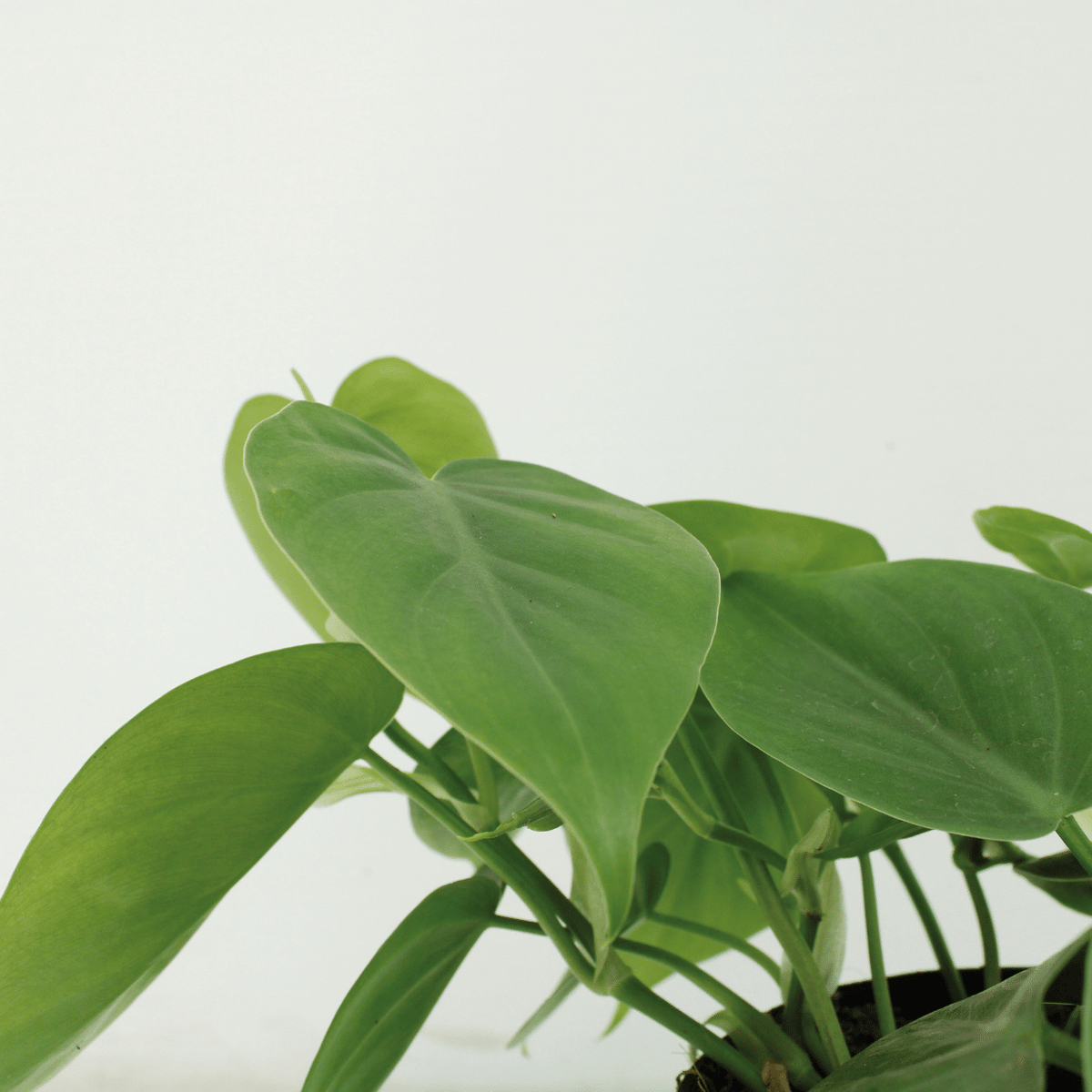 2× Philodendron scandens – Ø12 cm, 15 cm hoch