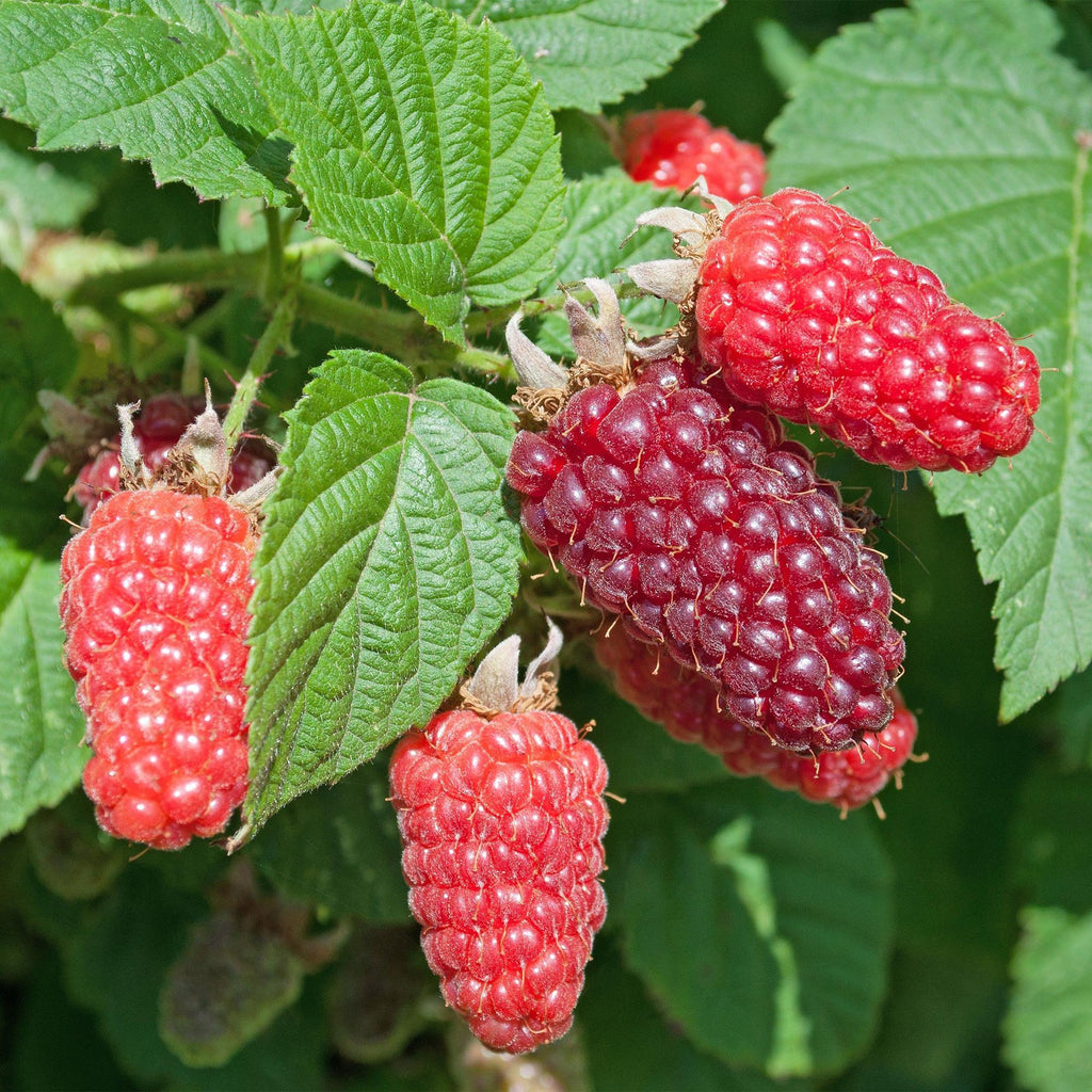 Rubus log. 'Tayberry' (braamboos) – 2 planten, Ø15 cm, 50 cm hoog – foto 5