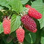 Rubus log. 'Tayberry' (braamboos) – 2 planten, Ø15 cm, 50 cm hoog
