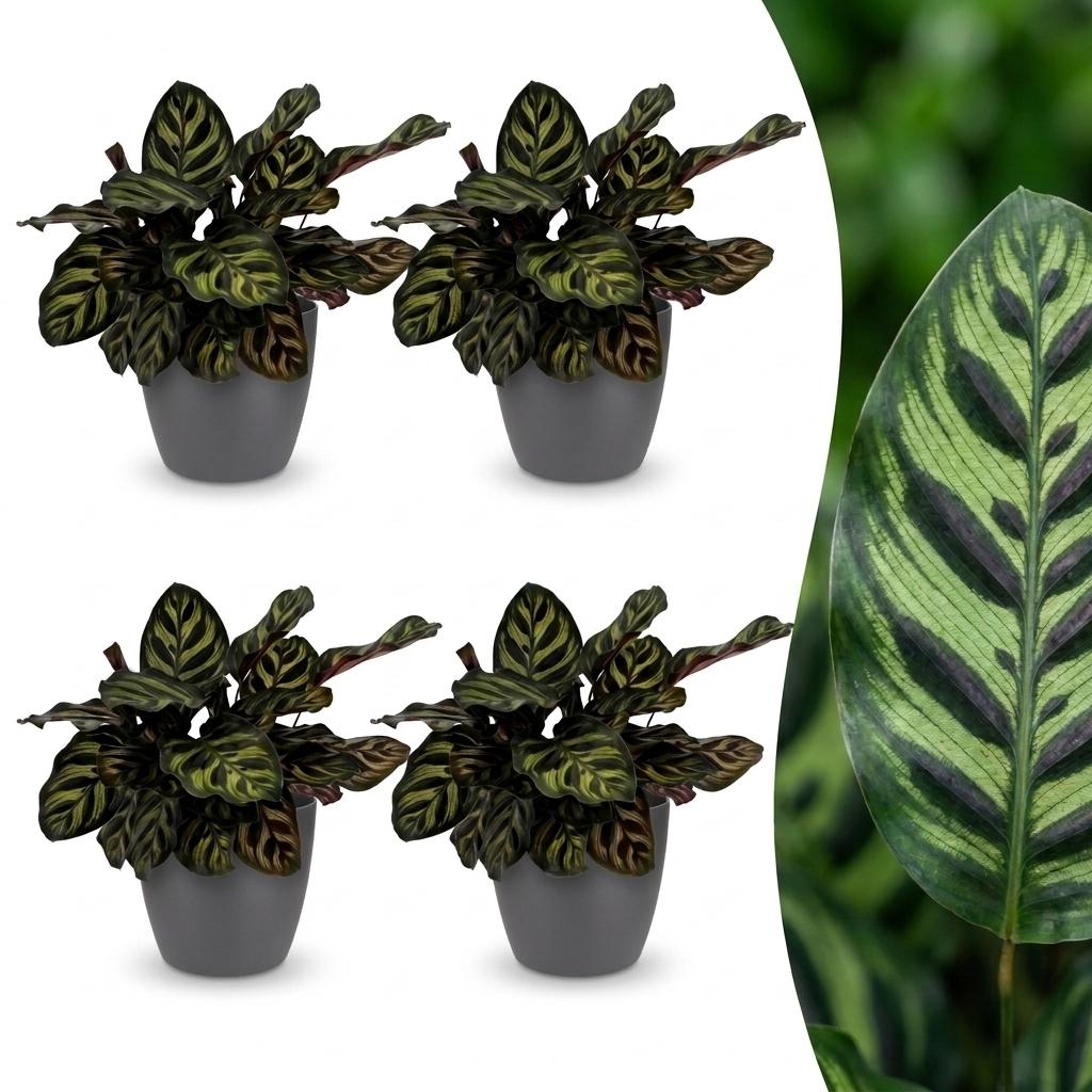 4× Calathea makoyana dans pot décoratif gris Potter-s – Ø12 cm, 25 cm de haut