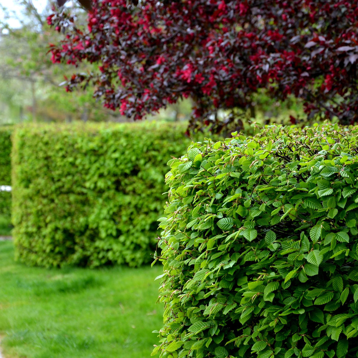 Carpinus betulus (haagbeuk) – 6 planten, Ø17 cm, 55 cm hoog