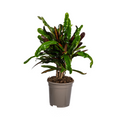 Codiaeum 'Croton' Mamey – Ø17 cm, 40–60 cm hoog