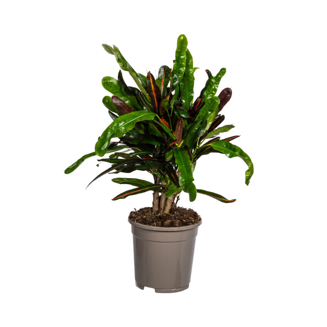 Codiaeum 'Croton' Mamey – Ø17 cm, 40–60 cm hoog