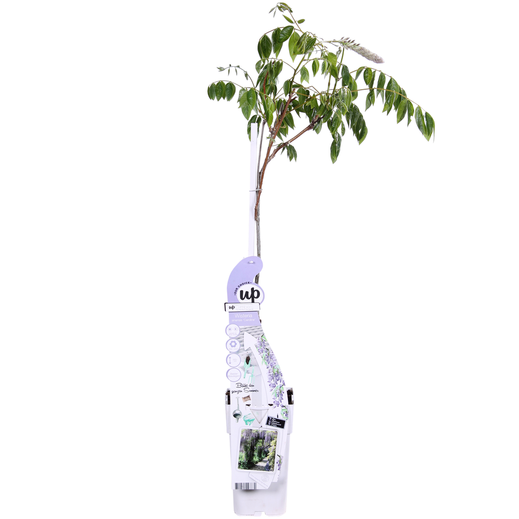 Wisteria sinensis 'Caroline' (purple rain) – Ø15 cm, 65 cm high – photo 2