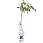 Wisteria sinensis 'Caroline' (purple rain) – Ø15 cm, 65 cm high