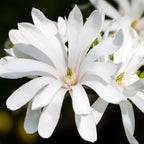 Magnolia stellata auf Stamm – Ø 19 cm, 90 cm hoch