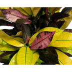 Codiaeum 'Croton' Iceton – Ø 17 cm, 40–60 cm hoch
