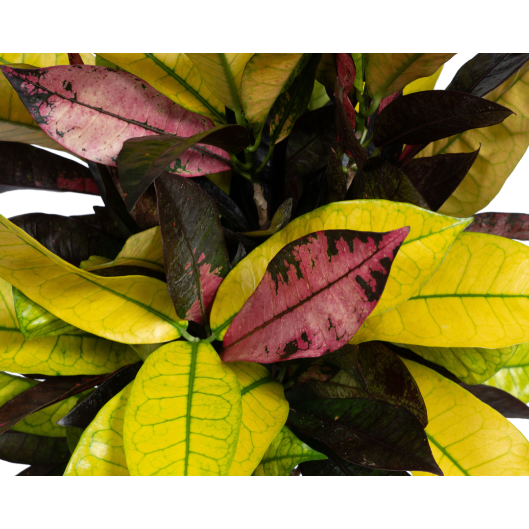 Codiaeum 'Croton' Iceton – Ø 17 cm, 40–60 cm hoch