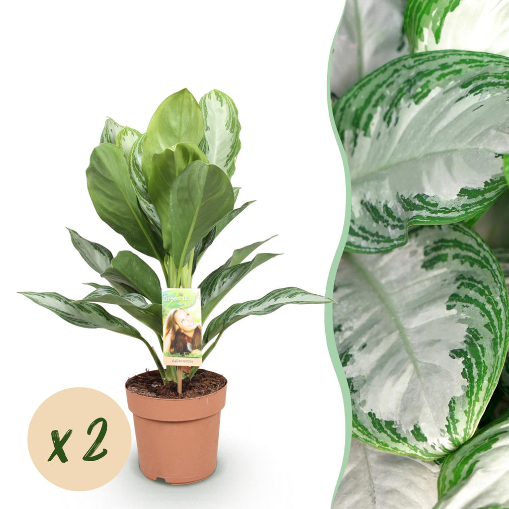 2× Aglaonema Silver Bay – Ø17 cm, 70–75 cm hoog