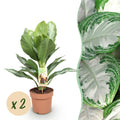 2× Aglaonema Silver Bay – Ø17 cm, 70–75 cm hoog