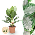2× Aglaonema Silver Bay – Ø17 cm, 70–75 cm hoog