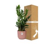 Zamioculcas (Glücksfeder) – 40 cm hoch – rosa