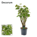Polyscias Balfouriana (aralia) – Ø17 cm, 50 cm hoog