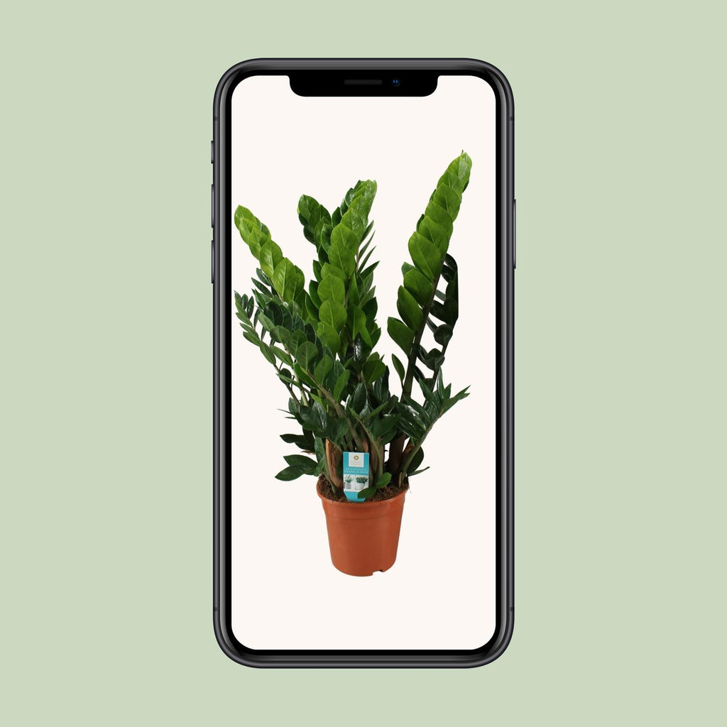 Zamioculcas zamiifolia (Glücksfeder) – Ø 21 cm, 80 cm hoch