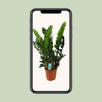 Zamioculcas zamiifolia (Glücksfeder) – Ø 21 cm, 80 cm hoch
