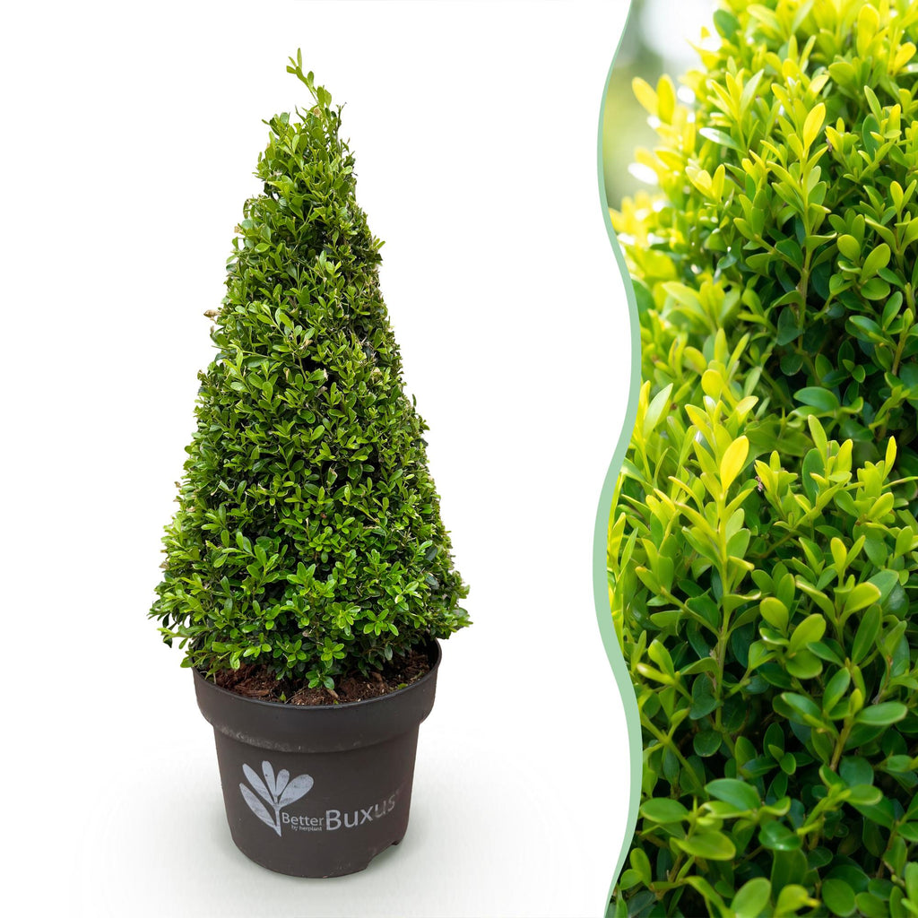 Buxus 'Pyramide' – Ø 23 cm, 60–70 cm hoch