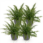 4× Nephrolepis exaltata Green Lady (fougère épée) en pot décoratif Potter gris – Ø12 cm, 25 cm de haut