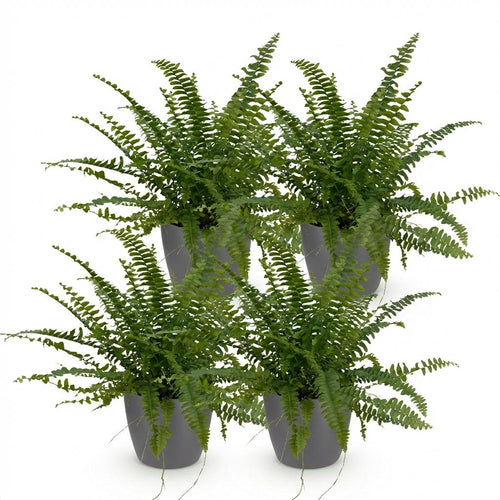 4× Nephrolepis exaltata Green Lady (Schwertfarn) im grauen Pflanzgefäß – Ø 12 cm, 25 cm hoch