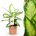 Dieffenbachia – Ø17 cm, 45–50 cm high