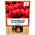 Tulpe 'Ile de France' – 20 Blumenzwiebeln (Zwiebelgröße 11/12)