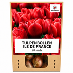 Tulpe 'Ile de France' – 20 Blumenzwiebeln (Zwiebelgröße 11/12)