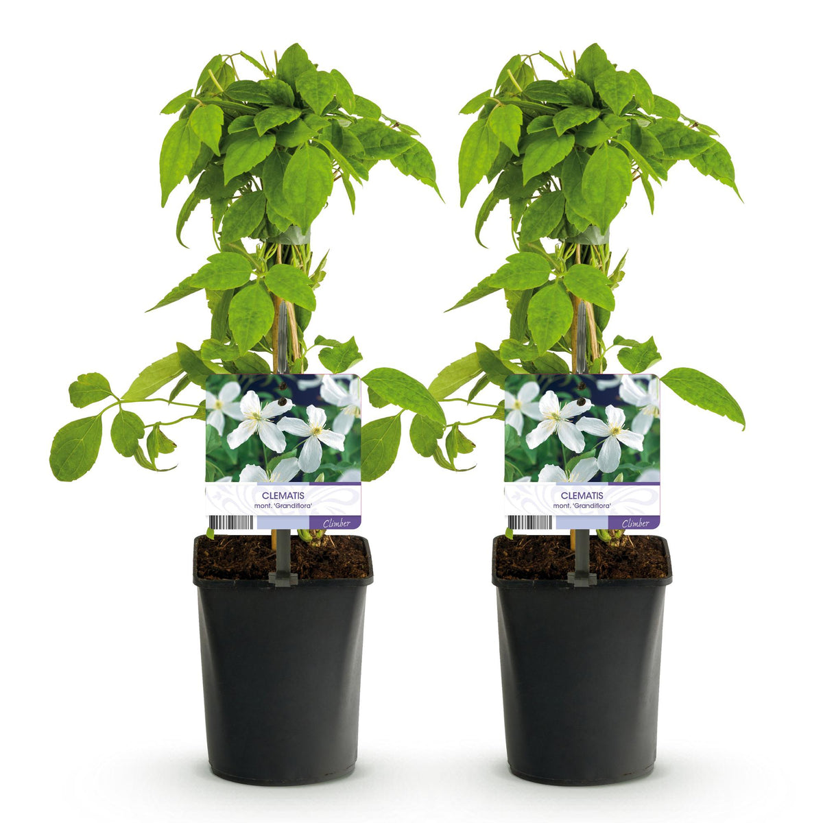 Clematis montana grandiflora (Berg-Waldrebe) – weiß – 2 Pflanzen, Ø 11 cm, 40 cm hoch