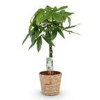Pachira aquatica mit geflochtenem Stamm (Geldbaum) und Korb – Ø 21 cm, 80–90 cm hoch