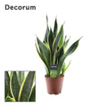 Sansevieria Futura Superba (Bogenhanf) – Ø 14 cm, 45 cm hoch