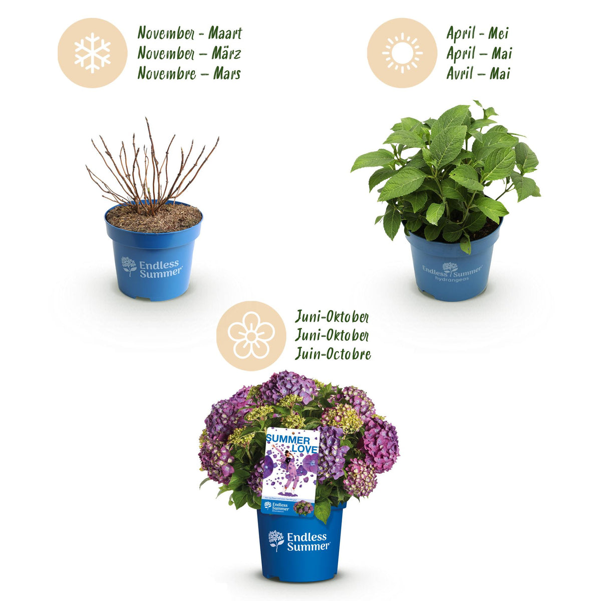 Hydrangea 'Endless Summer Summer Love Purple' (hortensia) – paars – 8 planten, Ø14 cm, 20–25 cm hoog – photo 4