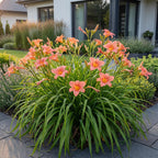 Hemerocallis 'Pink Damask' (daglilje) – rosa – 6 planter, Ø11 cm, 15–25 cm høj
