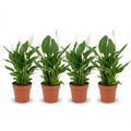 4× Spathiphyllum (lepelplant) – Ø12 cm, 35–40 cm hoog