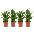 4× Spathiphyllum (lepelplant) – Ø12 cm, 35–40 cm hoog