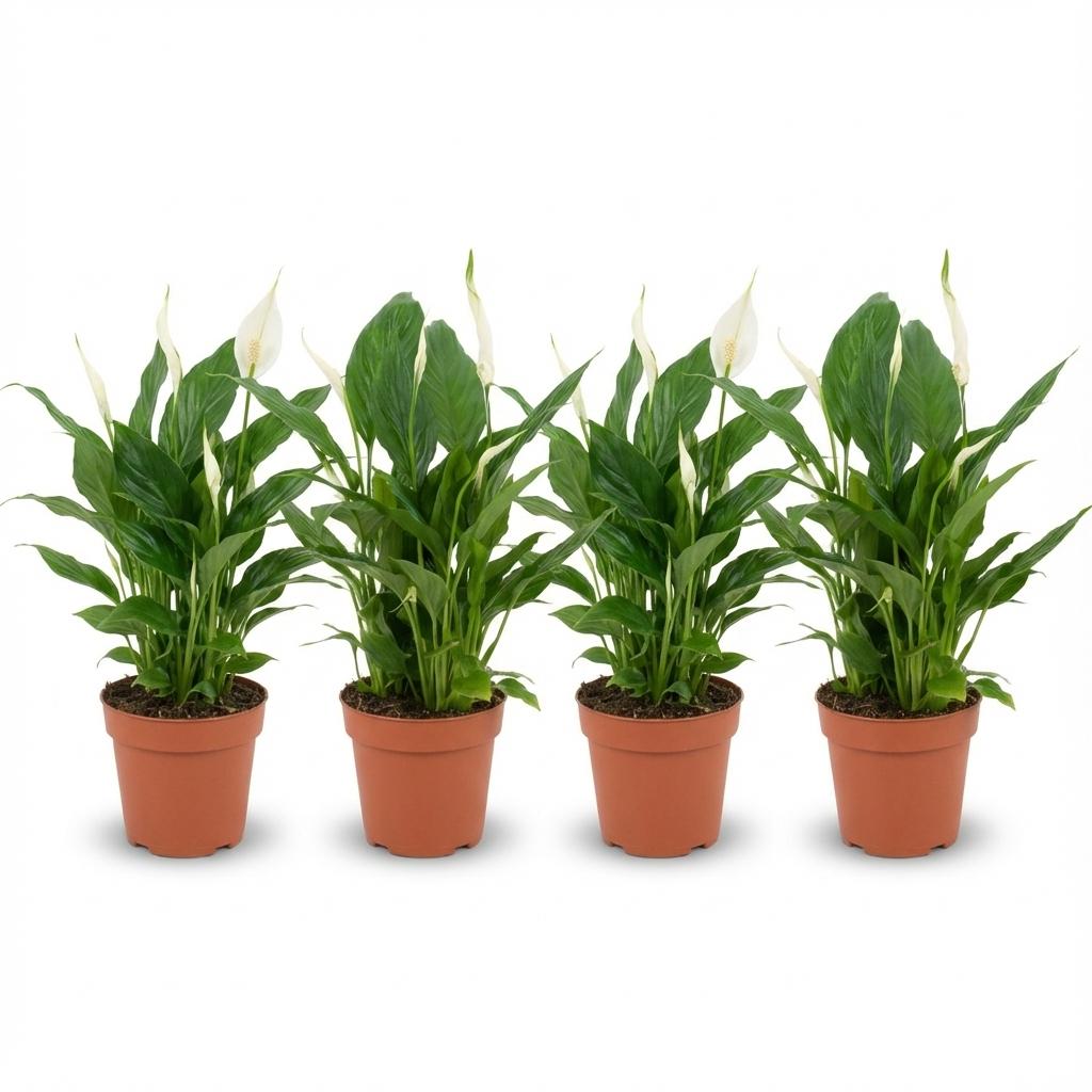 4× Spathiphyllum (lepelplant) – Ø12 cm, 35–40 cm hoog