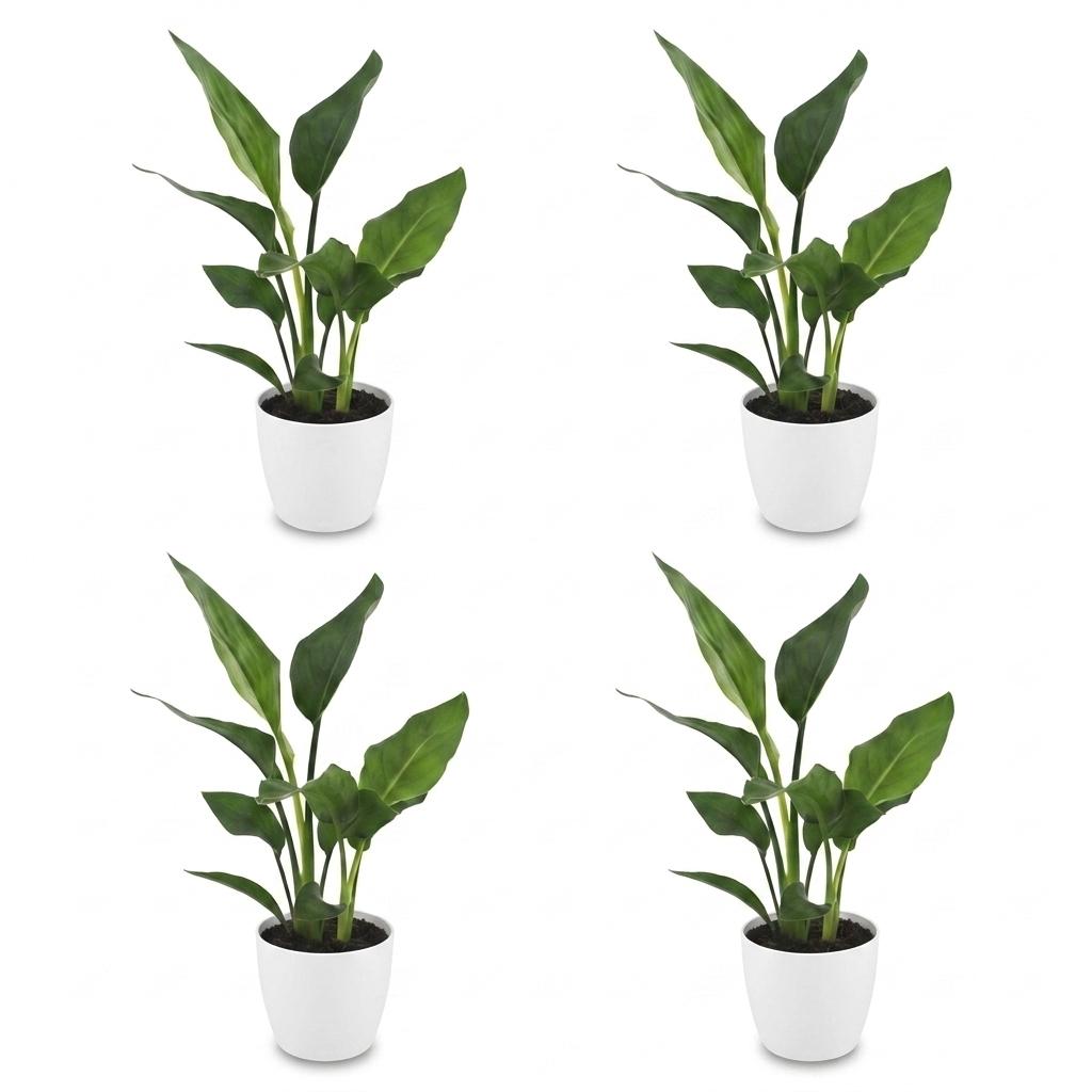4× Strelitzia reginae (paradisgökeblom) i vit dekorativ kruka – Ø12 cm, 35 cm hög