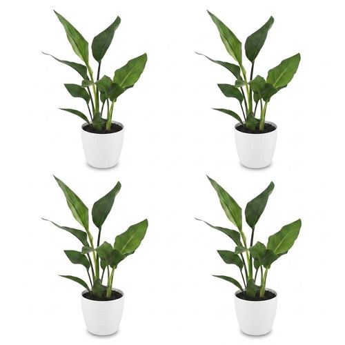 4× Strelitzia reginae (paradijsvogelbloem) in Potter-sierpot wit – Ø12 cm, 35 cm hoog