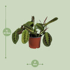 Maranta leuconeura Fascinator (plante prieuse) – Ø12 cm, 30 cm de haut
