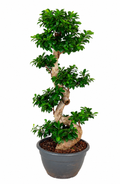 Ginseng en forme de S (Ficus) – Ø40 cm, 140 cm de haut