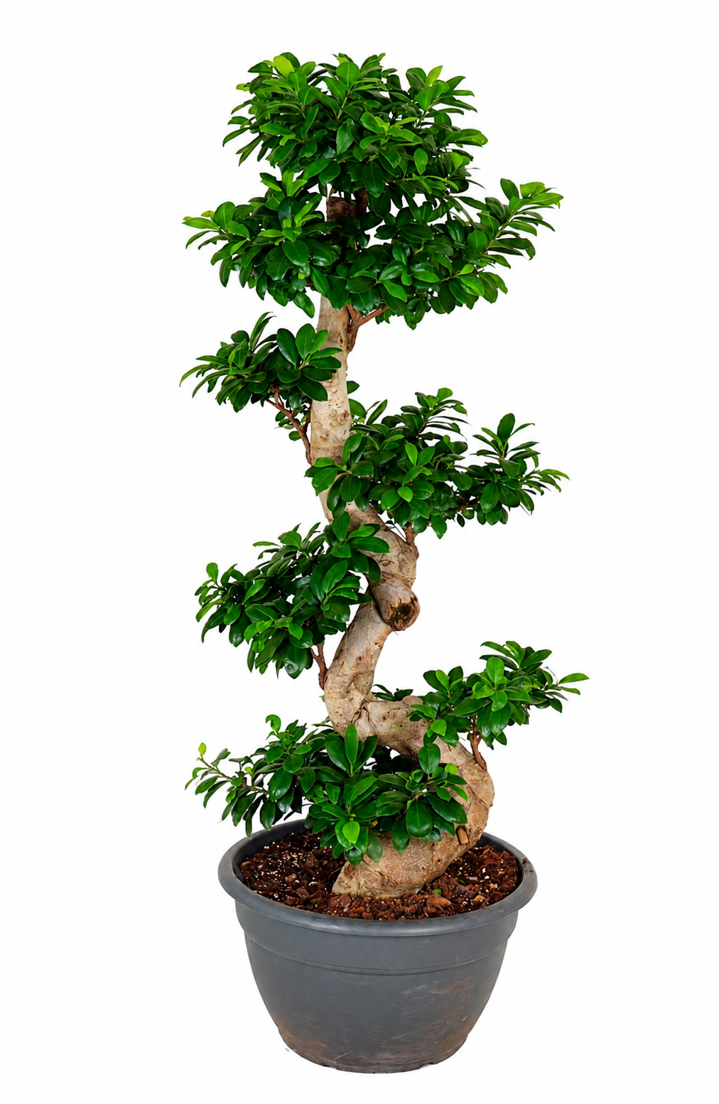 Ginseng en forme de S (Ficus) – Ø40 cm, 140 cm de haut