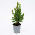 Picea glauca 'Perfecta' (mini Christmas tree) – Ø6 cm, 15–20 cm high