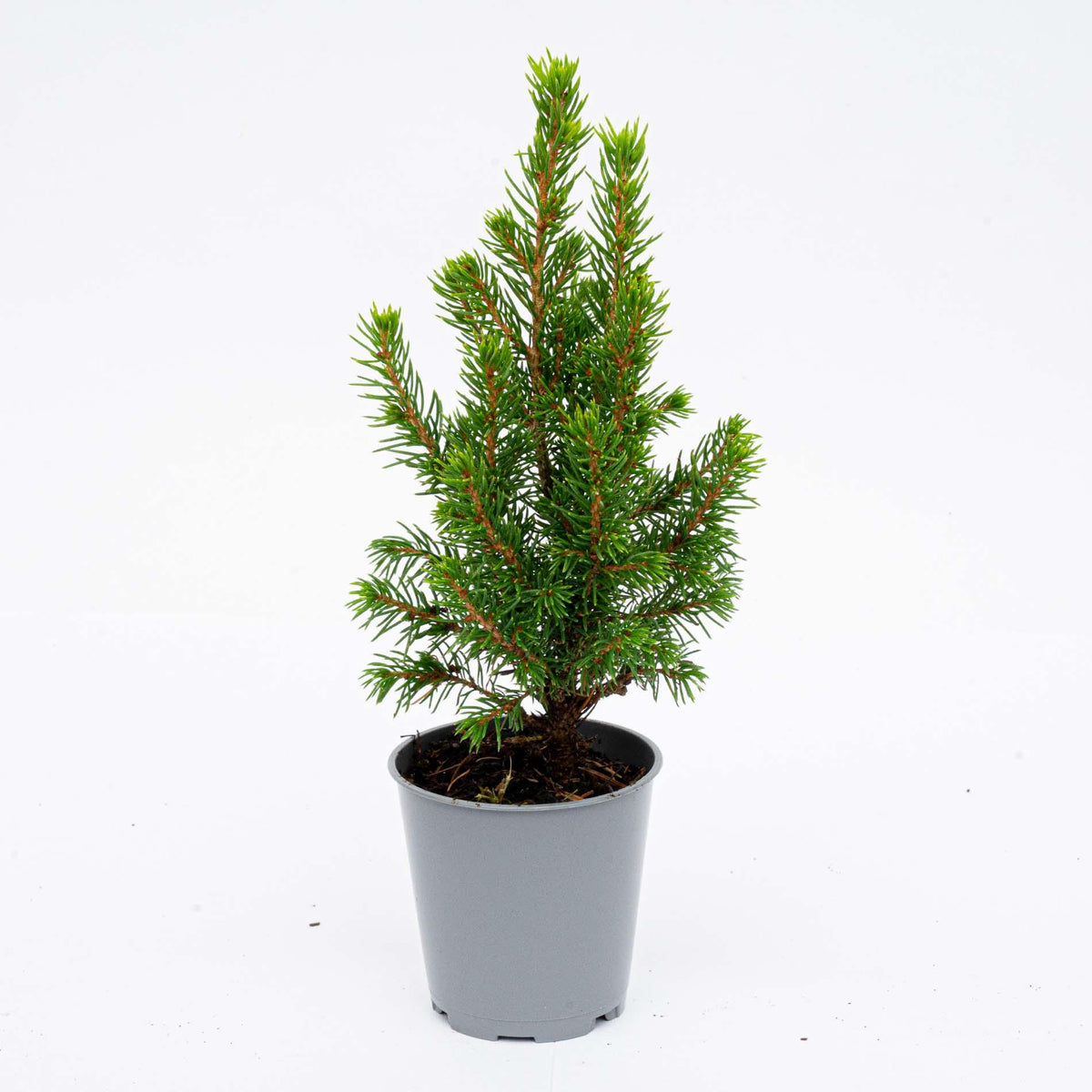 Picea glauca 'Perfecta' (mini Christmas tree) – Ø6 cm, 15–20 cm high