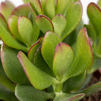 2× Crassula ovata (Jade-Pflanze) – Ø 12 cm, 16 cm hoch