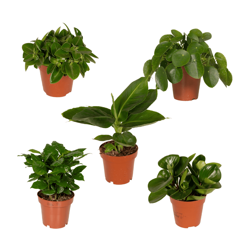 Coffret surprise de plantes d’intérieur – Ø 12 cm, 25 cm de haut