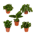 Coffret surprise de plantes d’intérieur – Ø 12 cm, 25 cm de haut