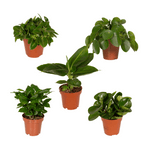 Coffret surprise de plantes d’intérieur – Ø 12 cm, 25 cm de haut