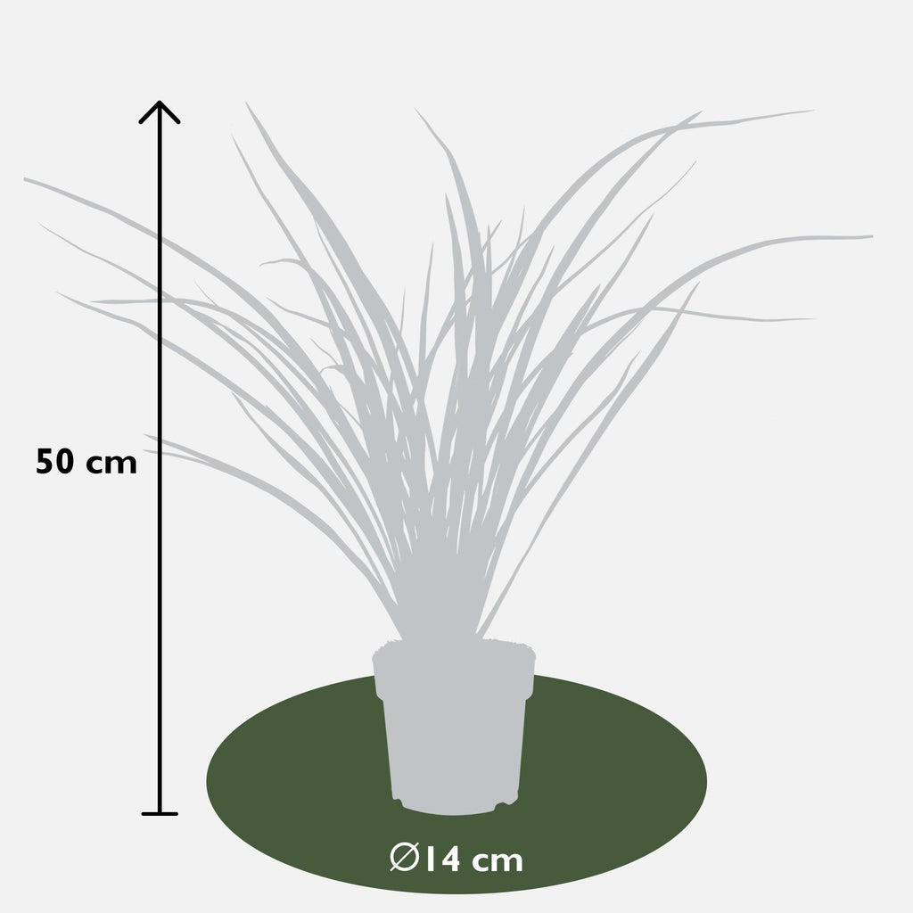 Phormium 'Rubra Nana' (New Zealand flax) – Ø14 cm, 50 cm high – photo 2