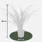 Phormium 'Rubra Nana' (New Zealand flax) – Ø14 cm, 50 cm high