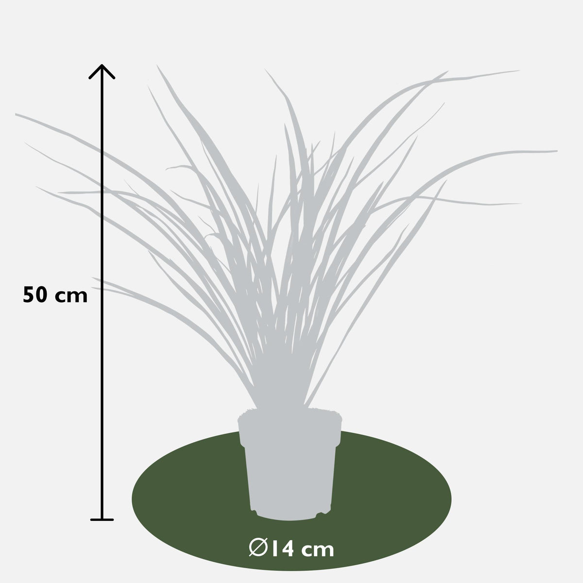 Phormium 'Rubra Nana' (New Zealand flax) – Ø14 cm, 50 cm high – photo 2