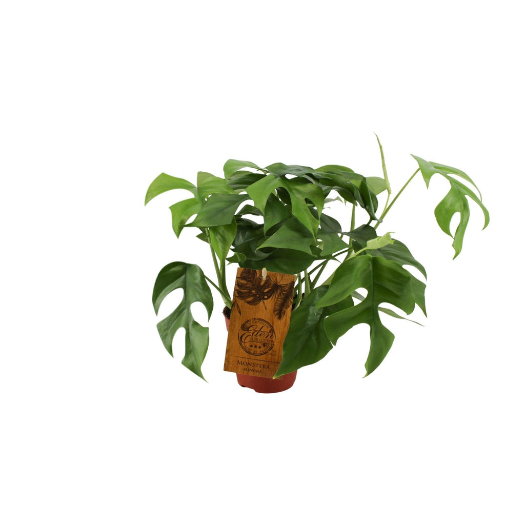 Monstera Minima (Mini-Monstera) – Ø 12 cm, 30 cm hoch